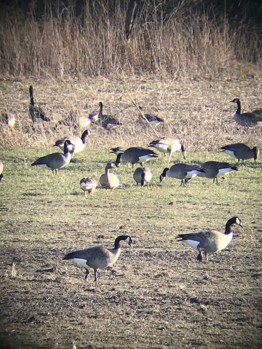 Greater White-fronted Goose - Kory Renaud