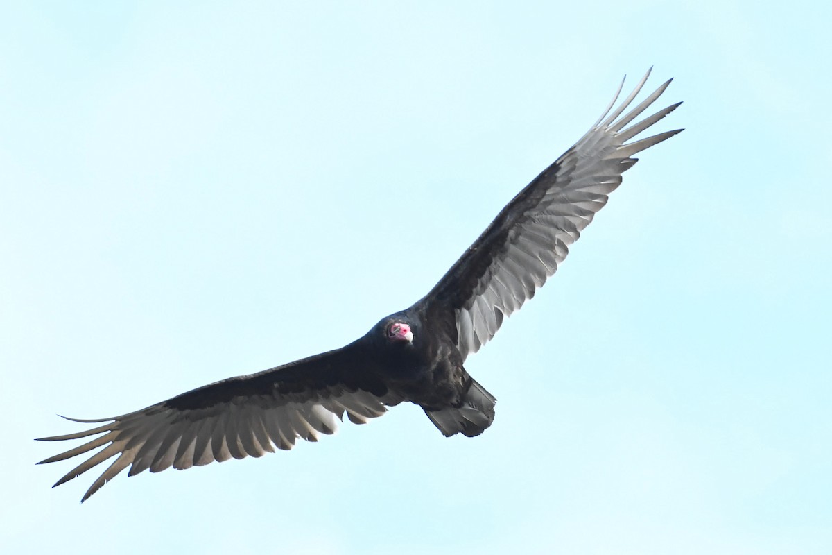 Turkey Vulture - ML440923791