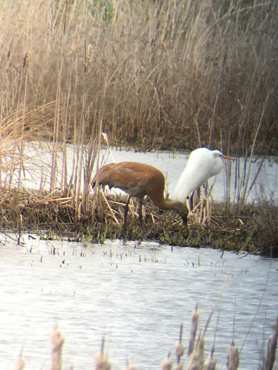 Sandhill Crane - Tom & Laura Somerville