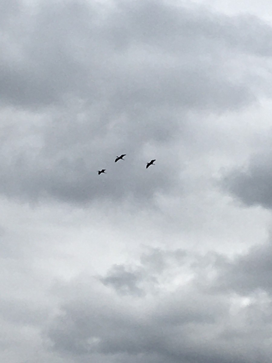 Glossy Ibis - Tom & Laura Somerville