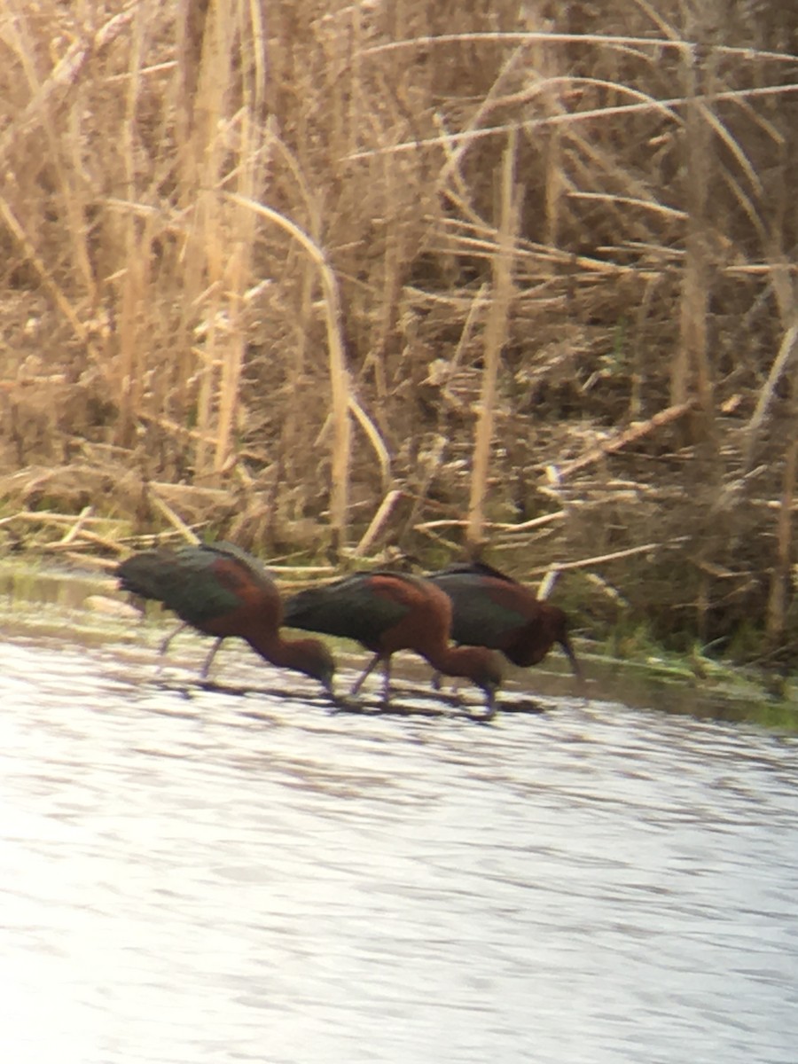 Glossy Ibis - Tom & Laura Somerville