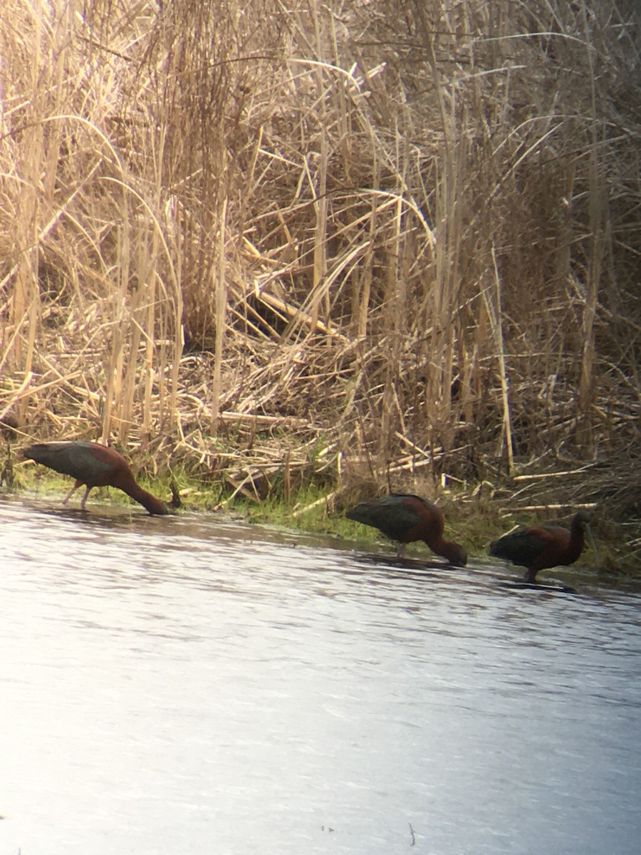 Гялаан билүүс - ML440924751