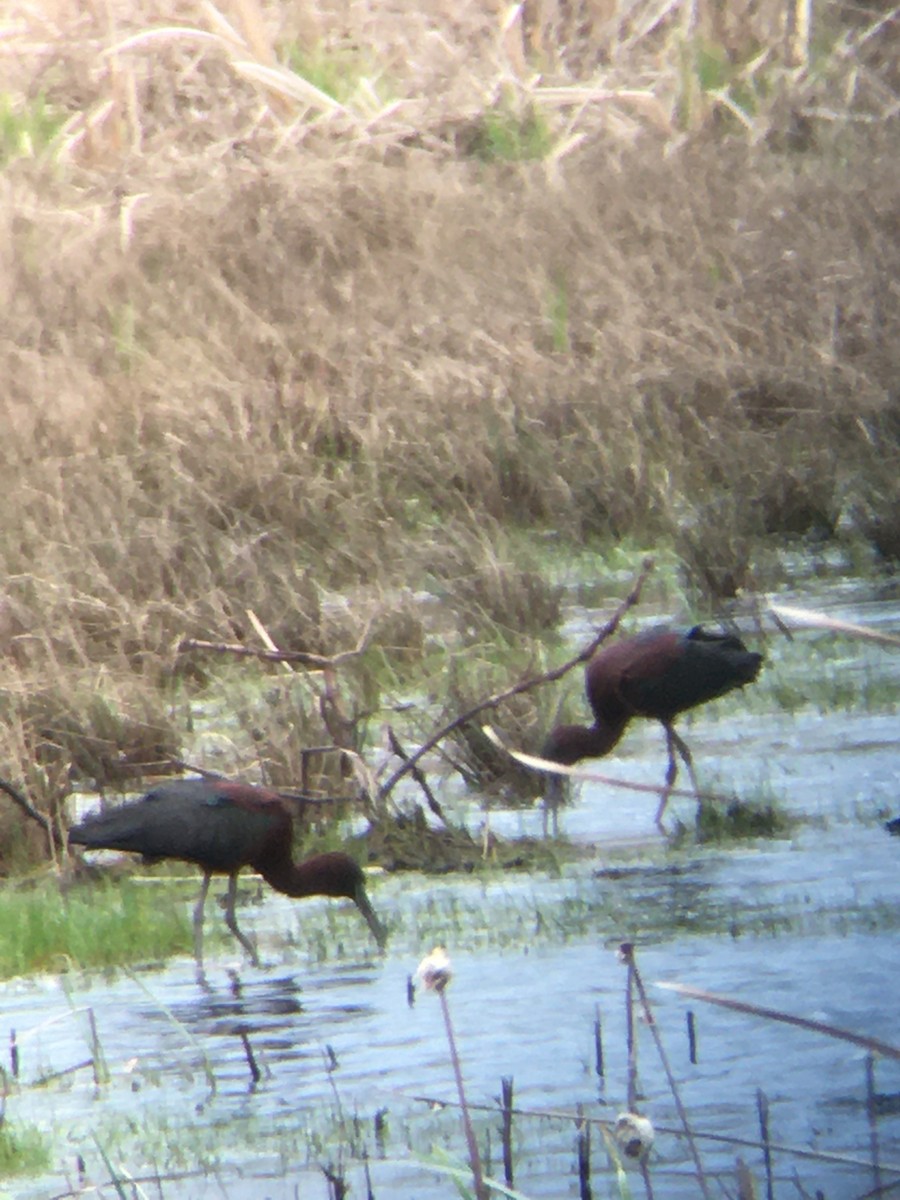 Glossy Ibis - ML440924781