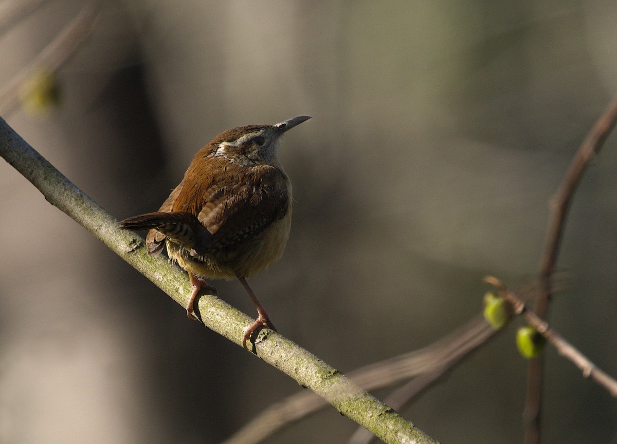 Carolina Wren - ML440926201