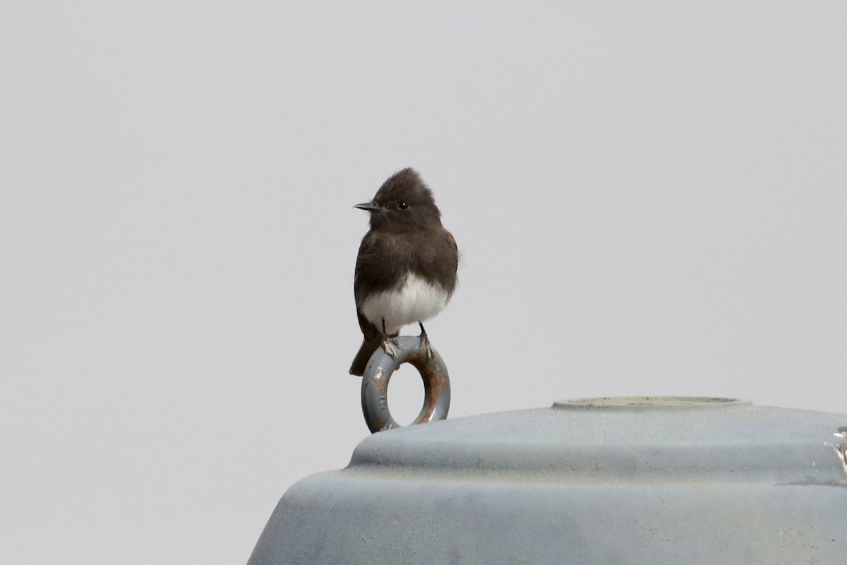 Black Phoebe - ML440926831