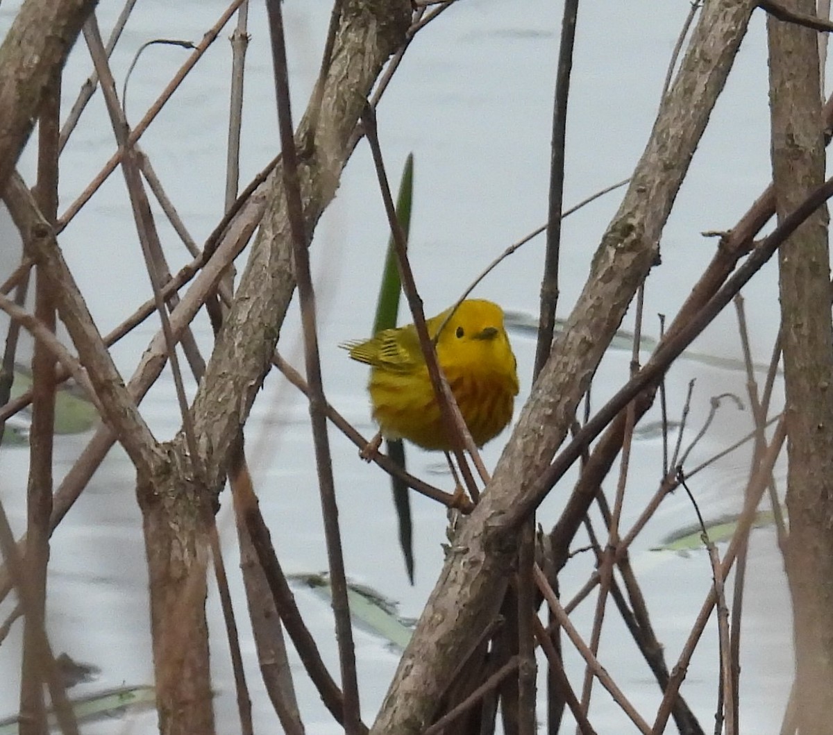 Yellow Warbler (Northern) - ML440927061