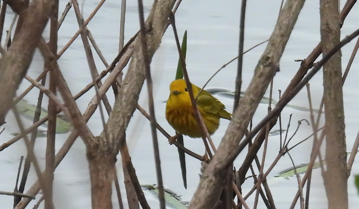 Yellow Warbler (Northern) - ML440927071