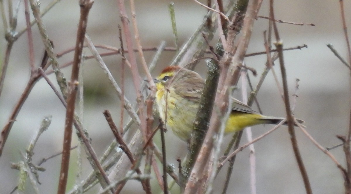 Palm Warbler - ML440927201