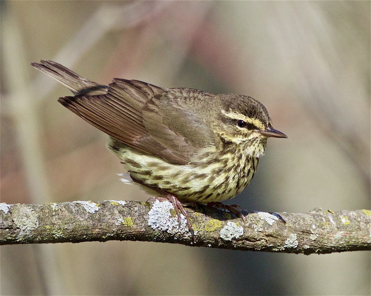 Drosselwaldsänger - ML440928631