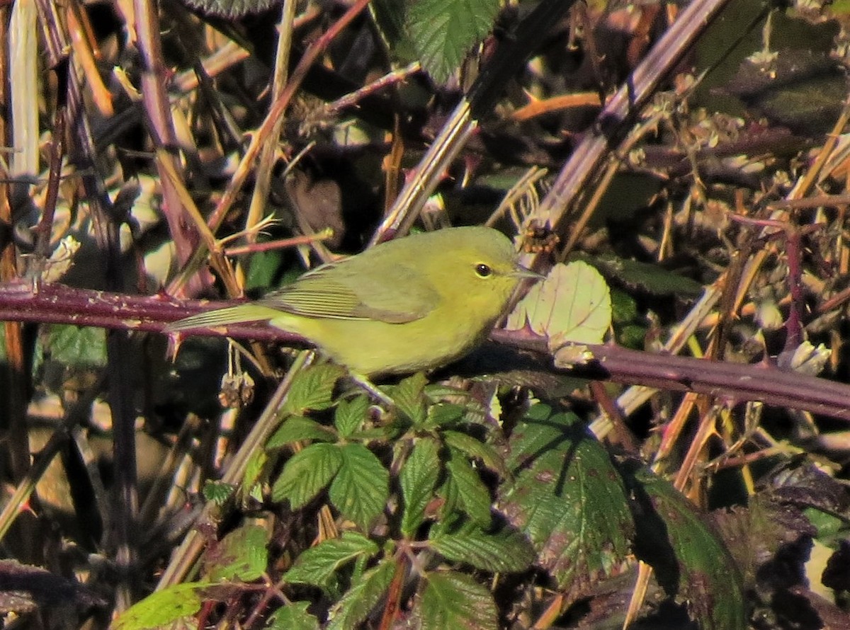 Orange-crowned Warbler (lutescens) - Matthew Hunter