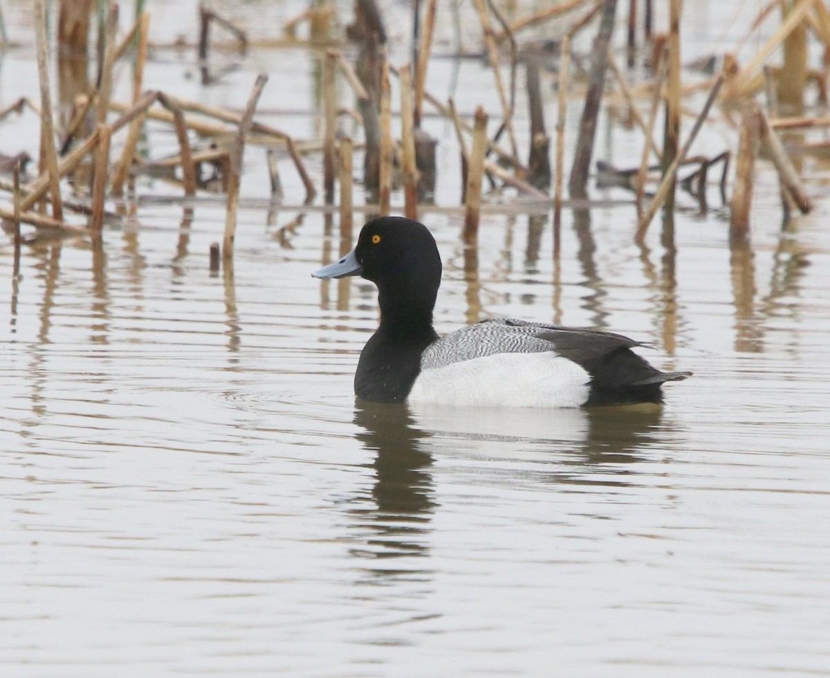 Lesser Scaup - ML440932001