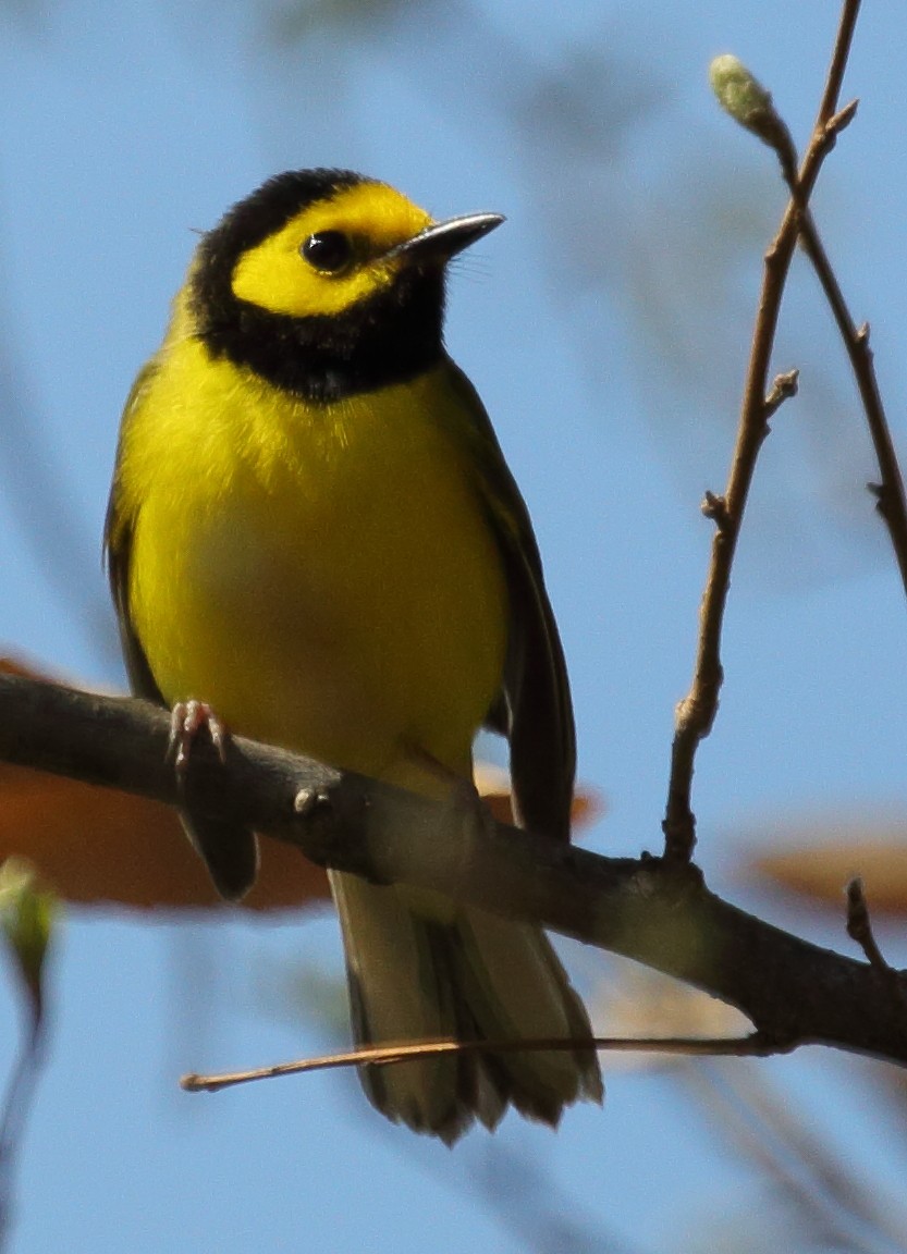 Hooded Warbler - ML440932811