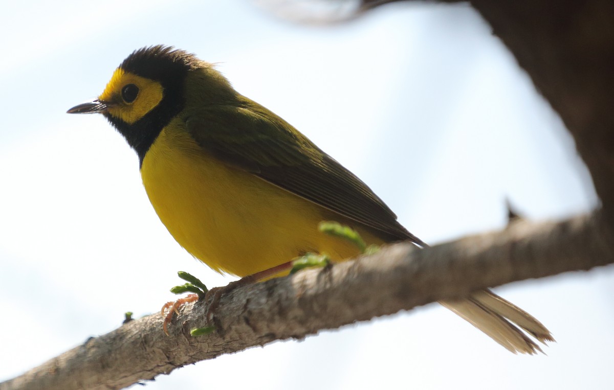 Hooded Warbler - ML440932881