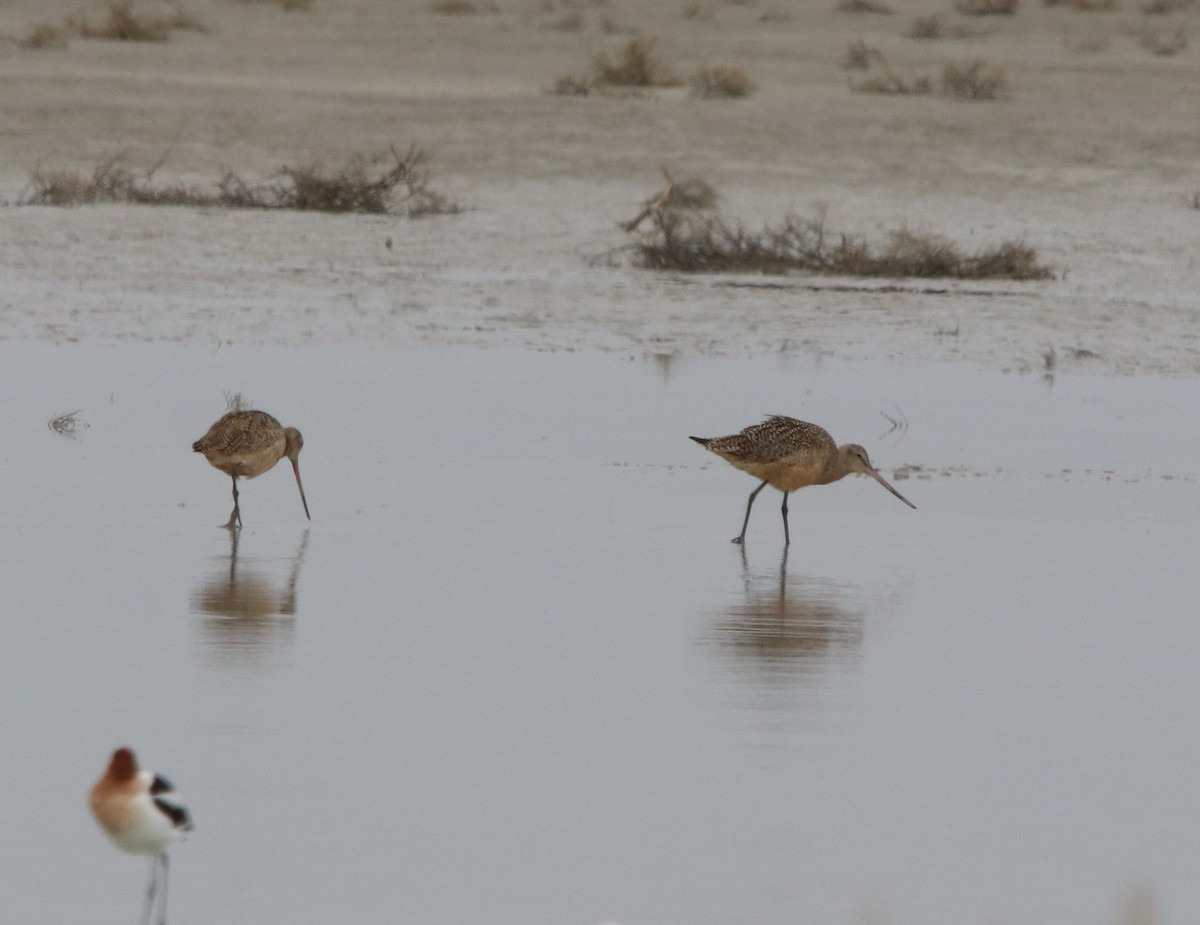 Marbled Godwit - ML440933281