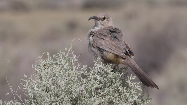 LeConte's Thrasher - ML440936331