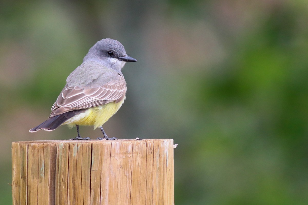 Cassin's Kingbird - ML440938101