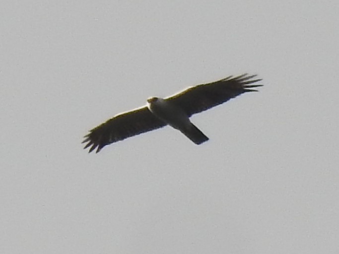 Black-and-white Hawk-Eagle - Aves-del-Taragüí/ SabinaDeLucca