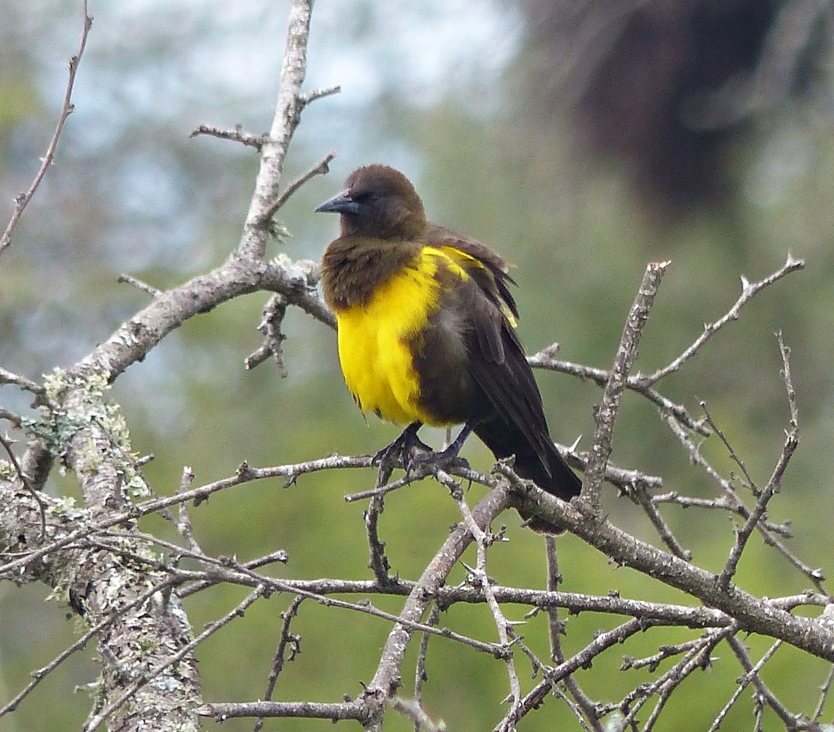 Brown-and-yellow Marshbird - Carlos Schmidtutz
