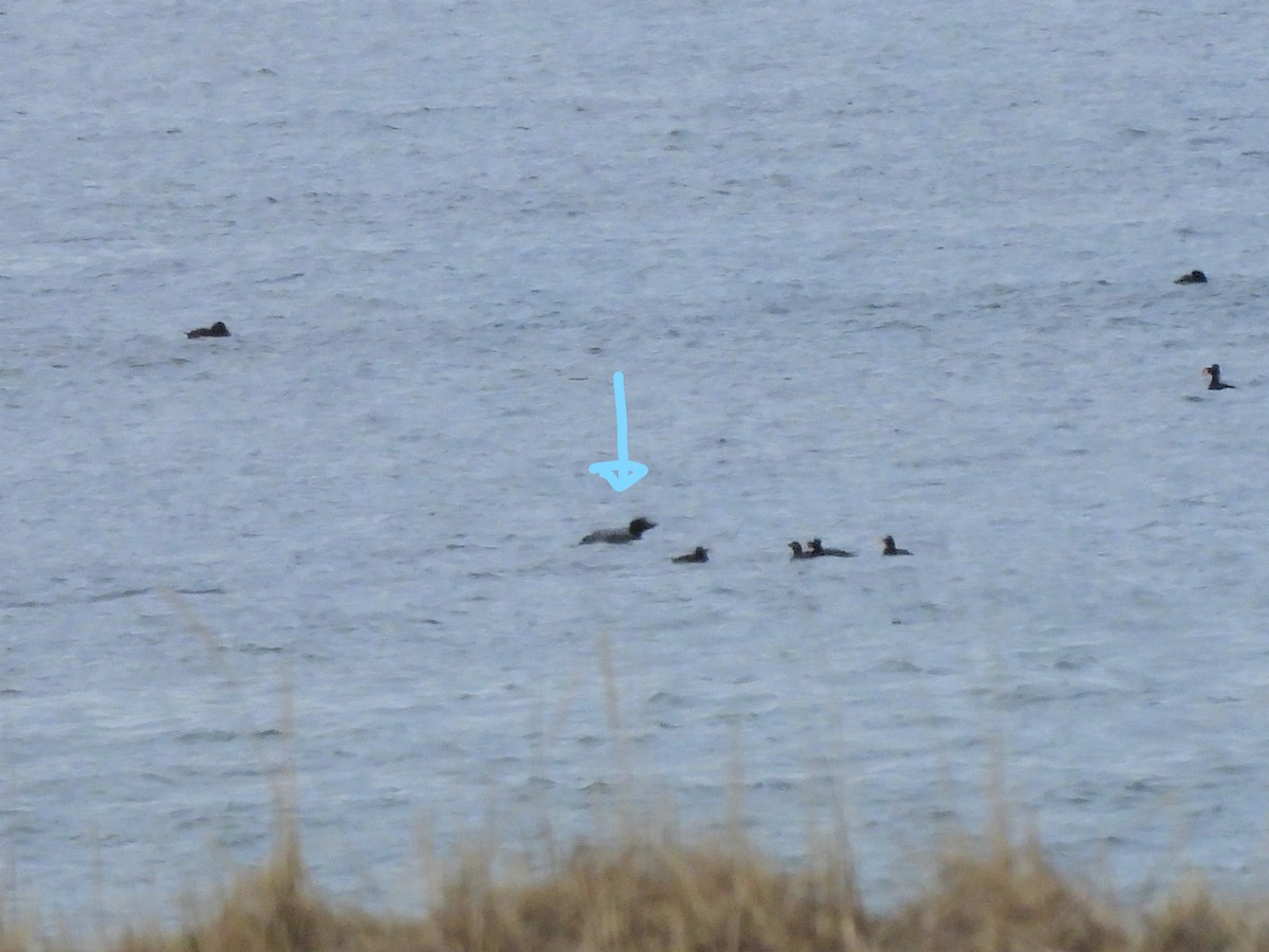 Common Loon - Manon Côté