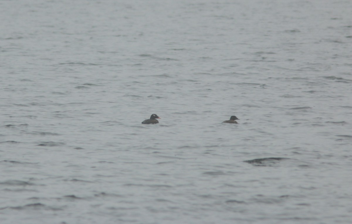 White-winged Scoter - ML440940411