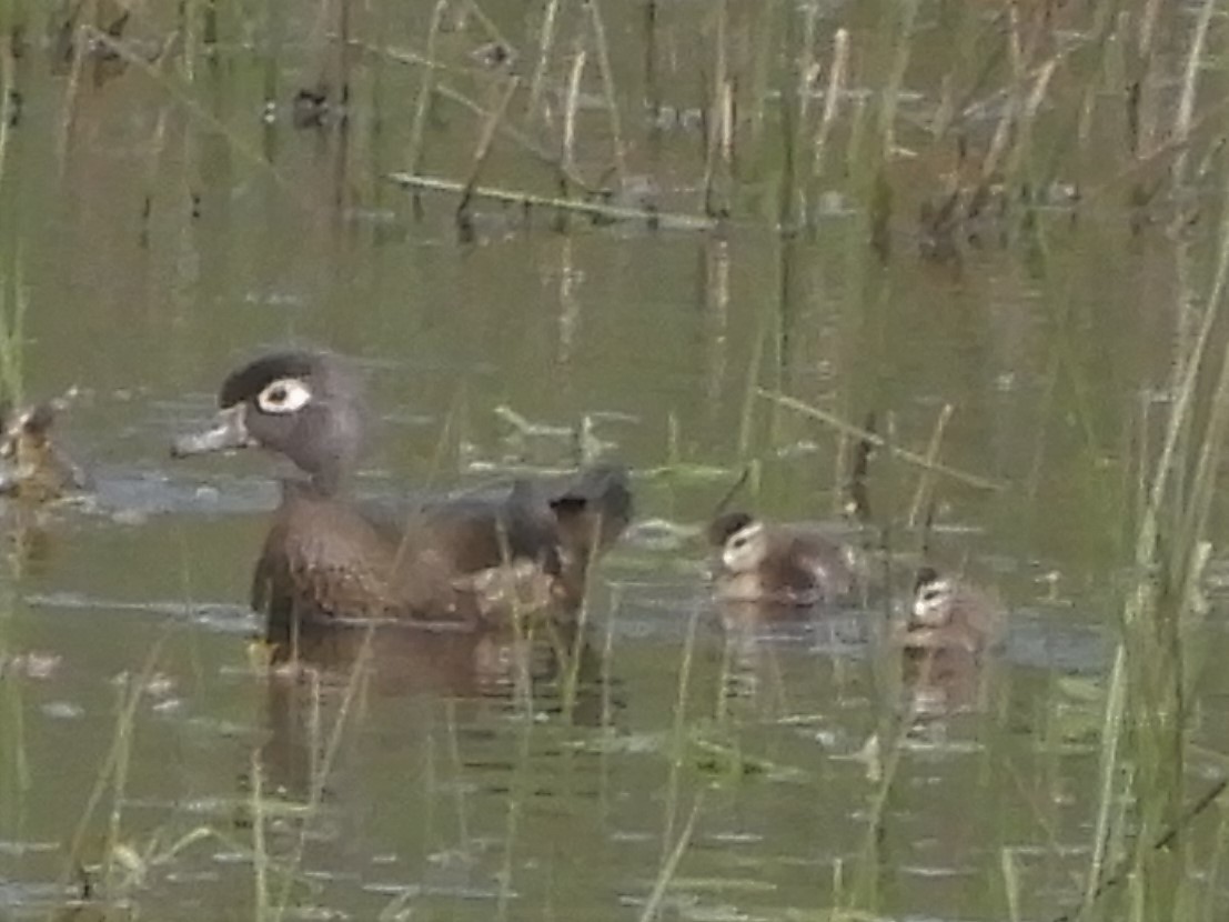 Wood Duck - ML440940421