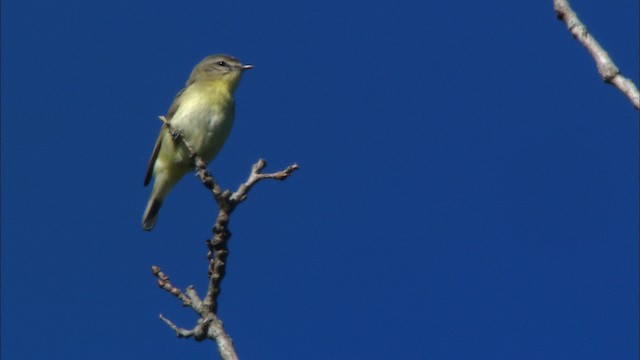 Vireo de Filadelfia - ML440942