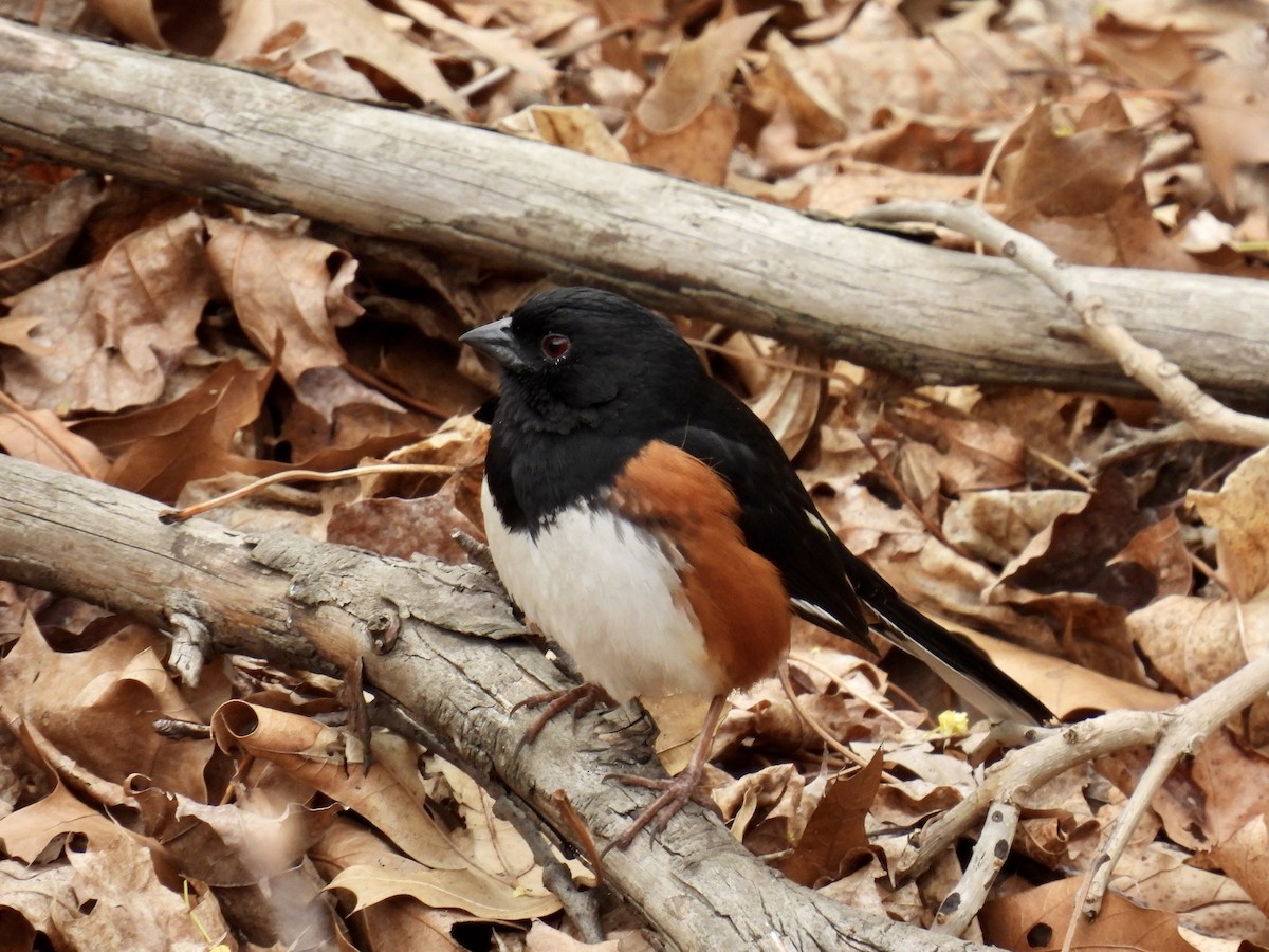 Eastern Towhee - ML440943171