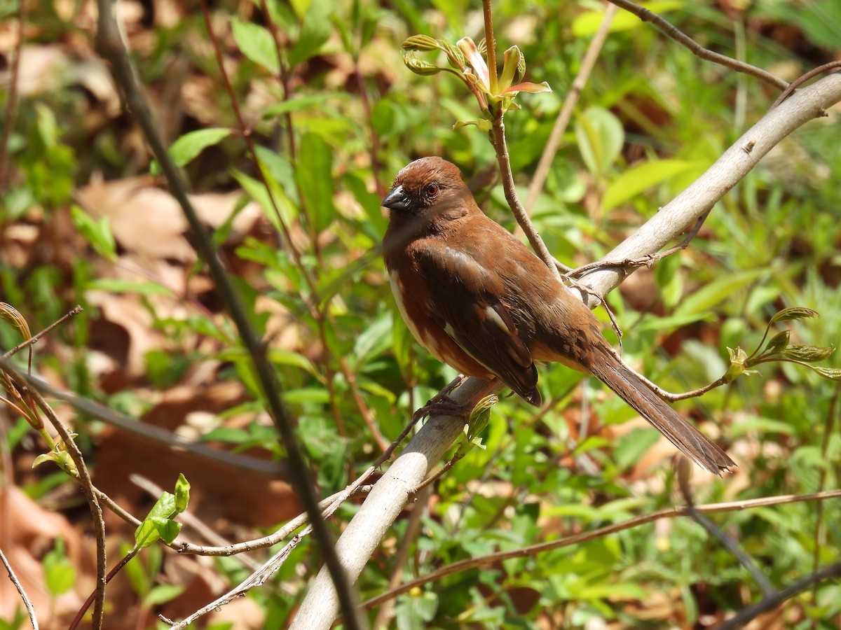 Eastern Towhee - ML440943181