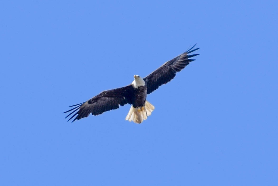 Bald Eagle - ML440943221