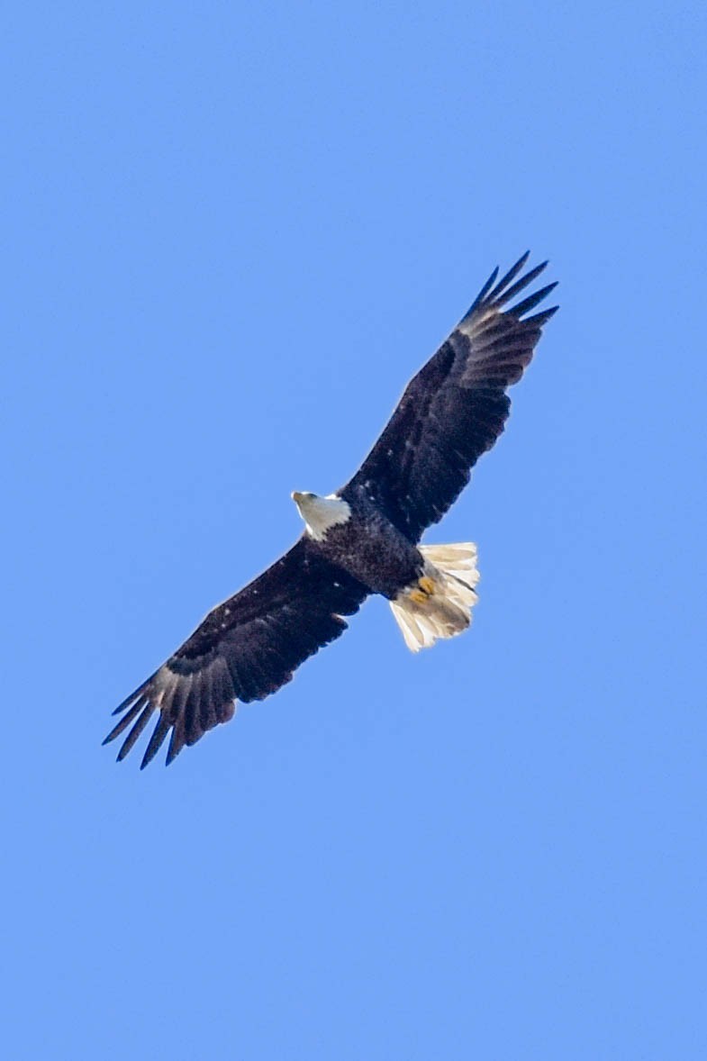 Bald Eagle - ML440943241