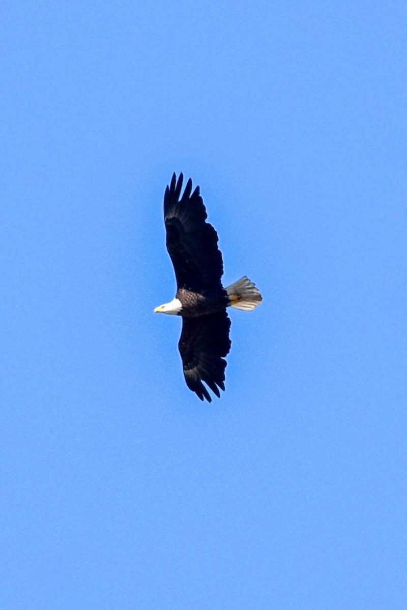 Weißkopf-Seeadler - ML440943251