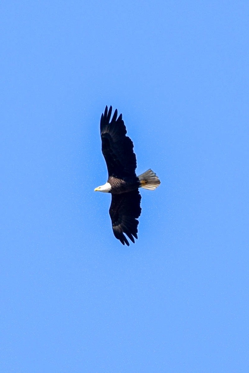 Bald Eagle - ML440943251