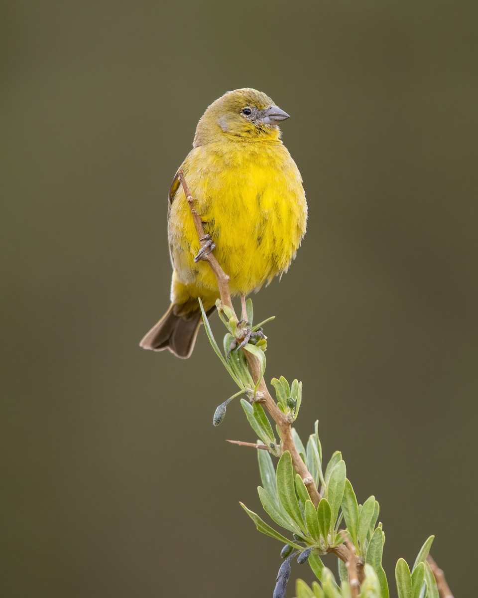 Greenish Yellow-Finch - ML440943931