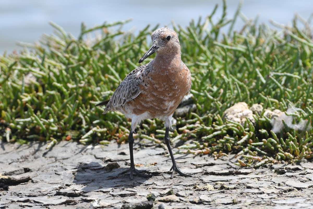 Red Knot - ML440944751