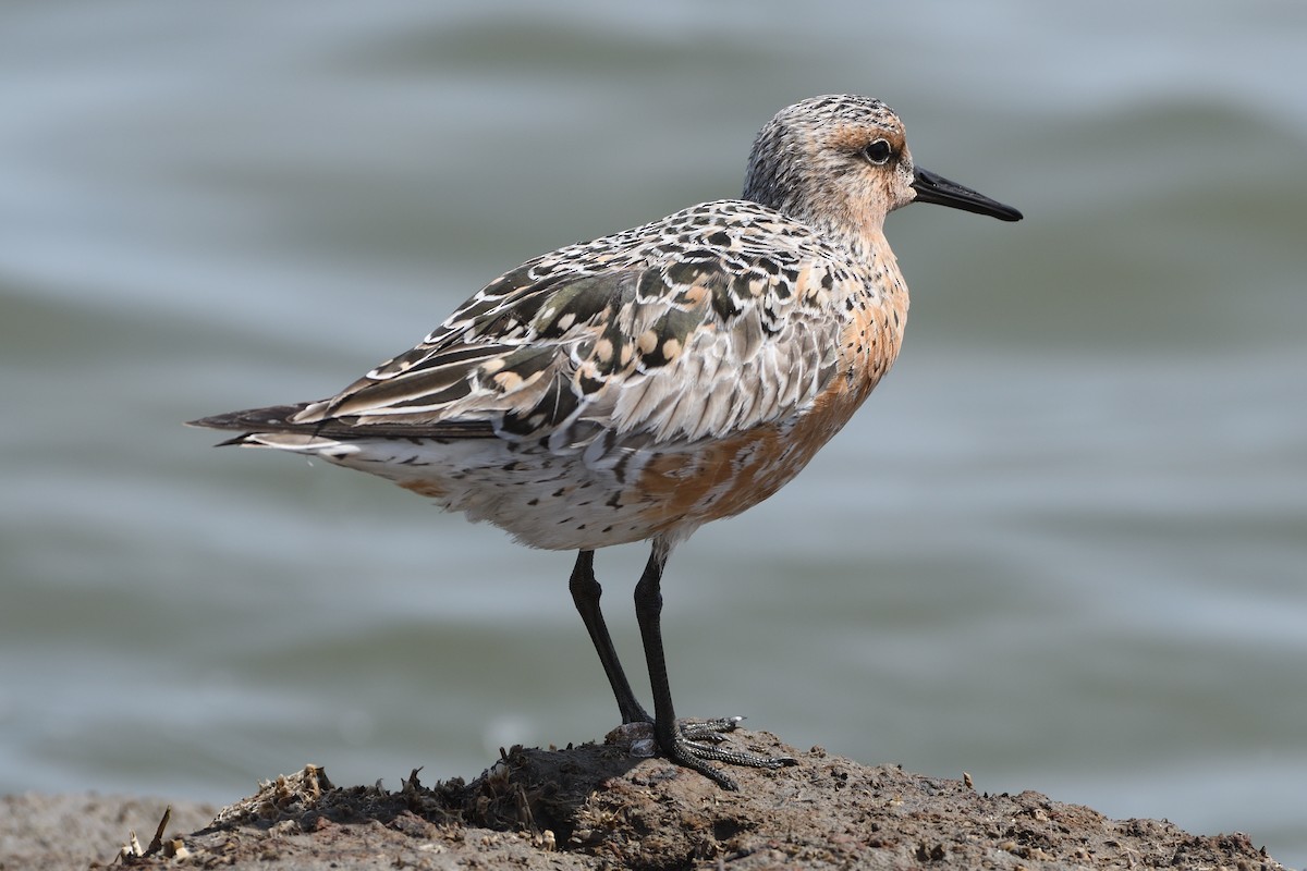 Red Knot - ML440945241