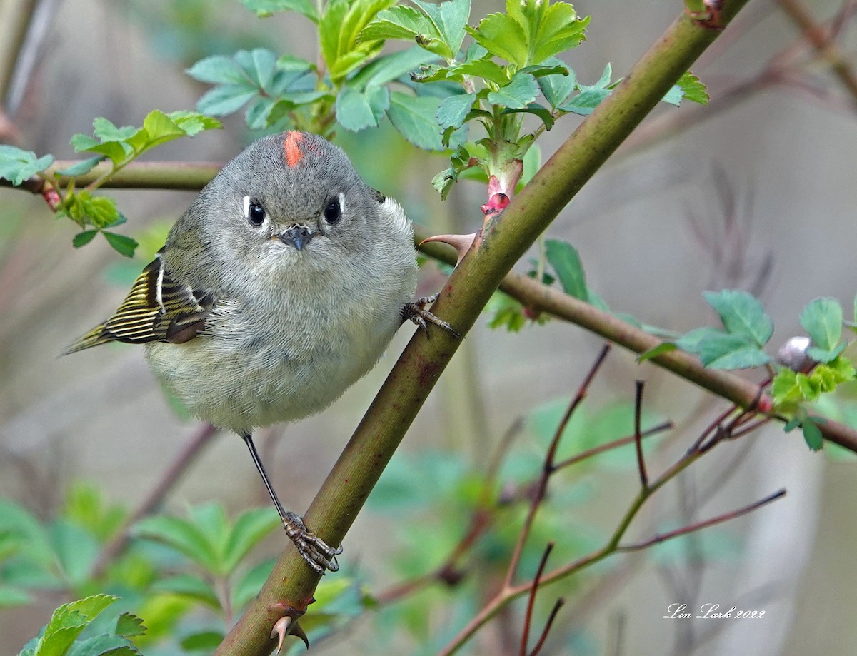 Ruby-crowned Kinglet - Lin McGrew