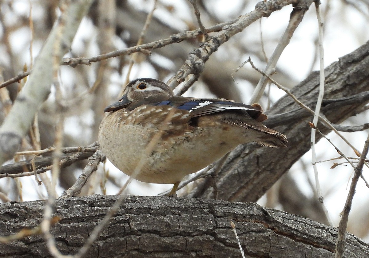 Wood Duck - ML440945481