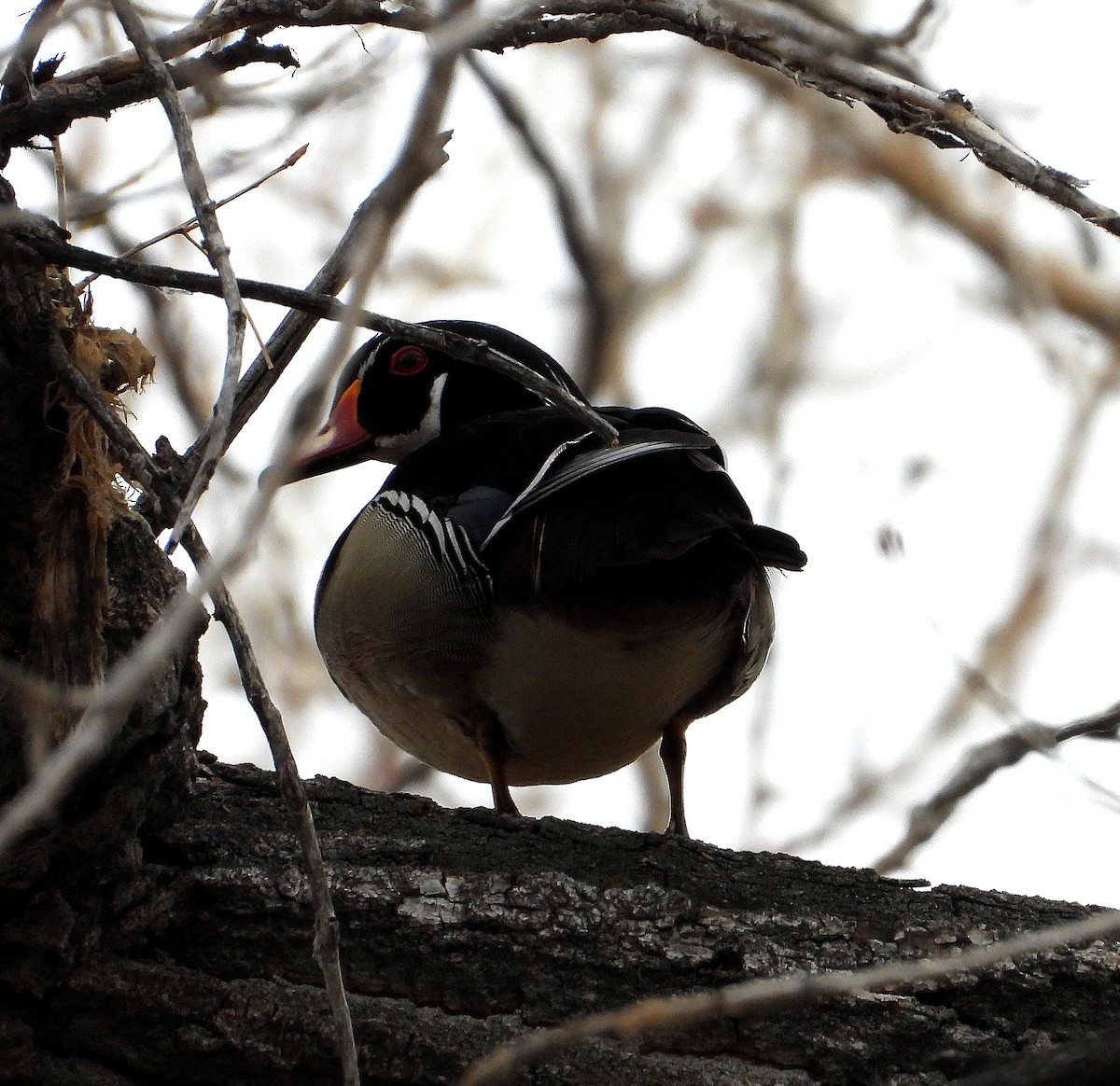 Wood Duck - ML440945611