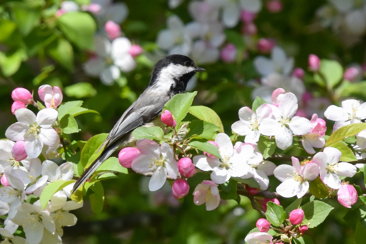 Black-capped Chickadee - ML440946281
