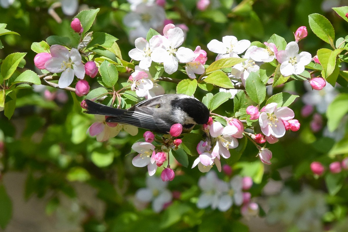 Black-capped Chickadee - ML440946291