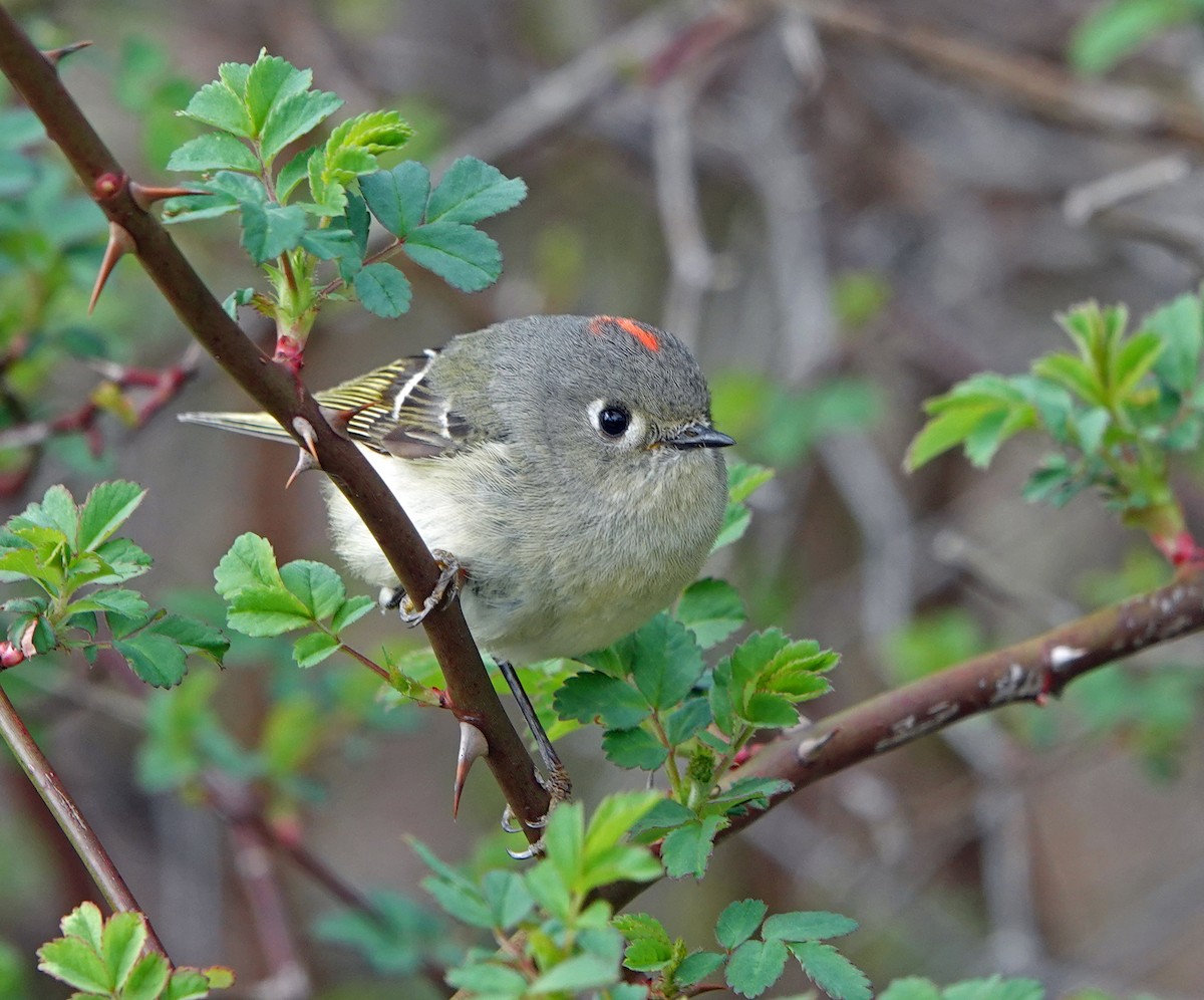 Ruby-crowned Kinglet - Lin McGrew