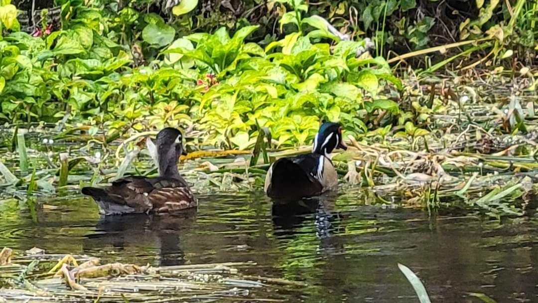 brudeand - ML440947571