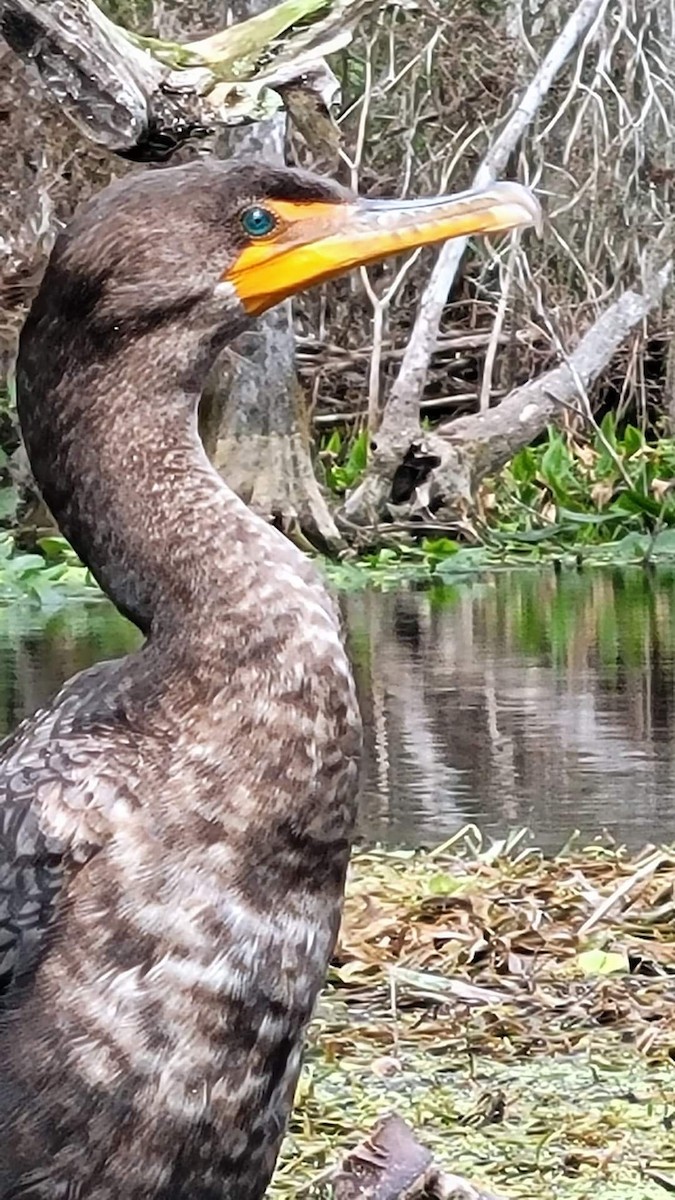 totoppskarv - ML440947771