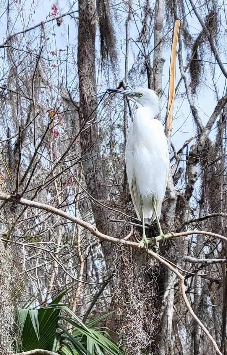 blåhegre - ML440947781