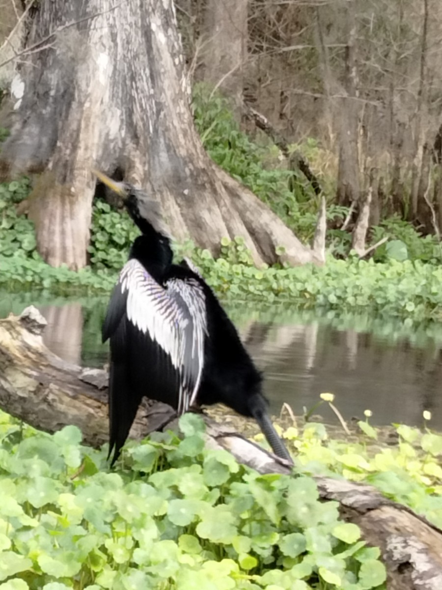 amerikaslangehals - ML440947831