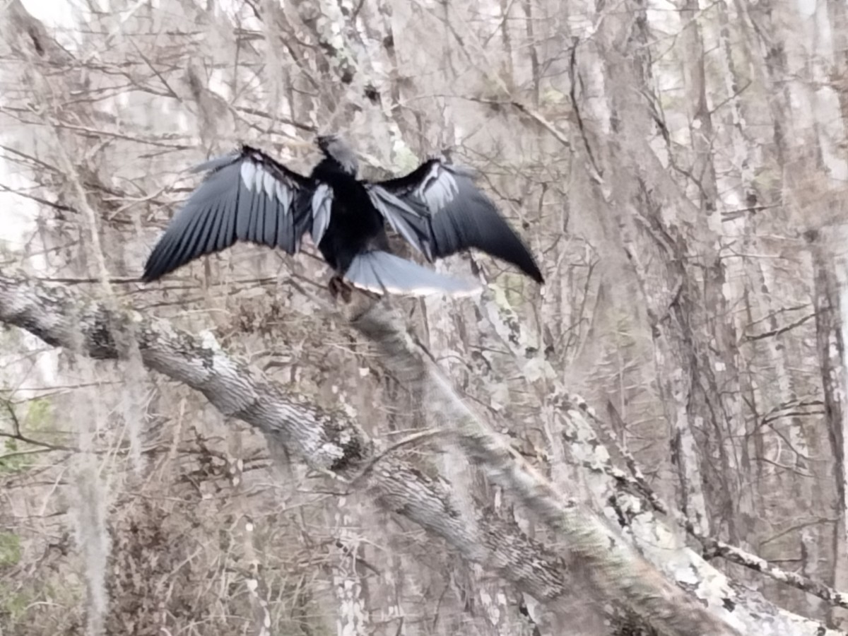 amerikaslangehals - ML440947841