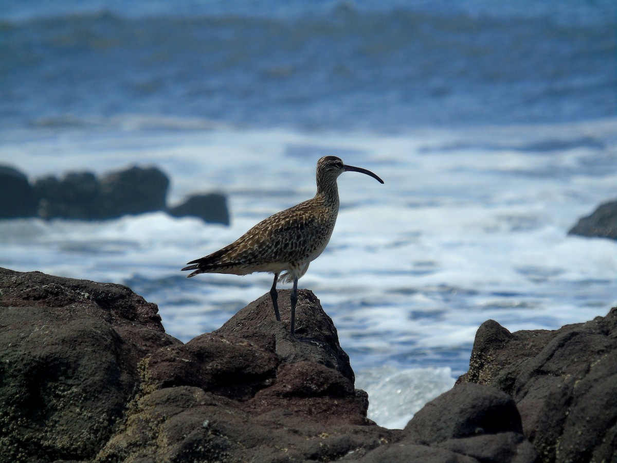 Whimbrel - ML440947871