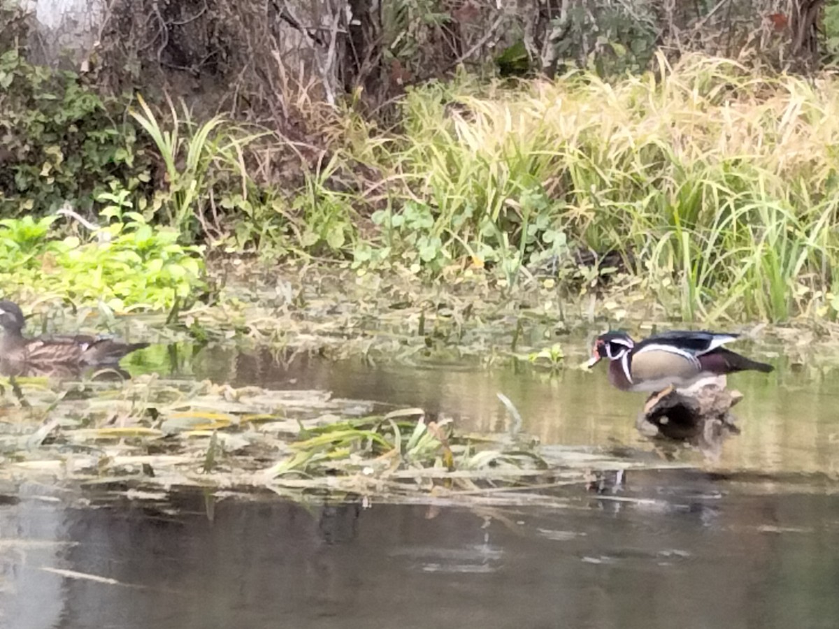 brudeand - ML440947911