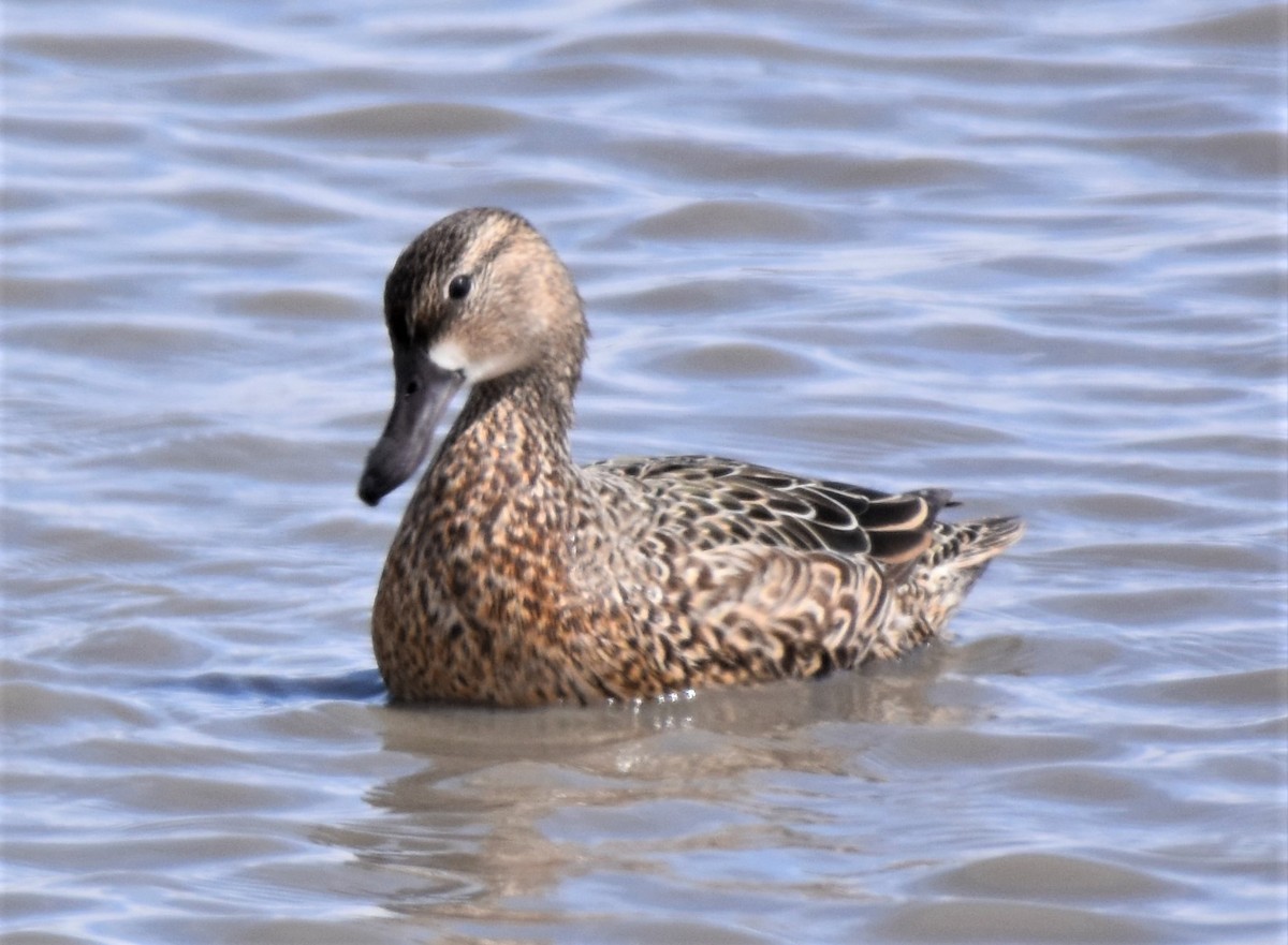 Blue-winged Teal - ML440948831