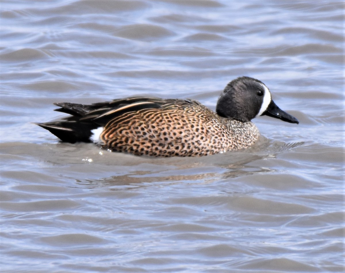 Blue-winged Teal - ML440948861